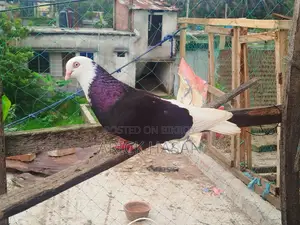 গররা নর