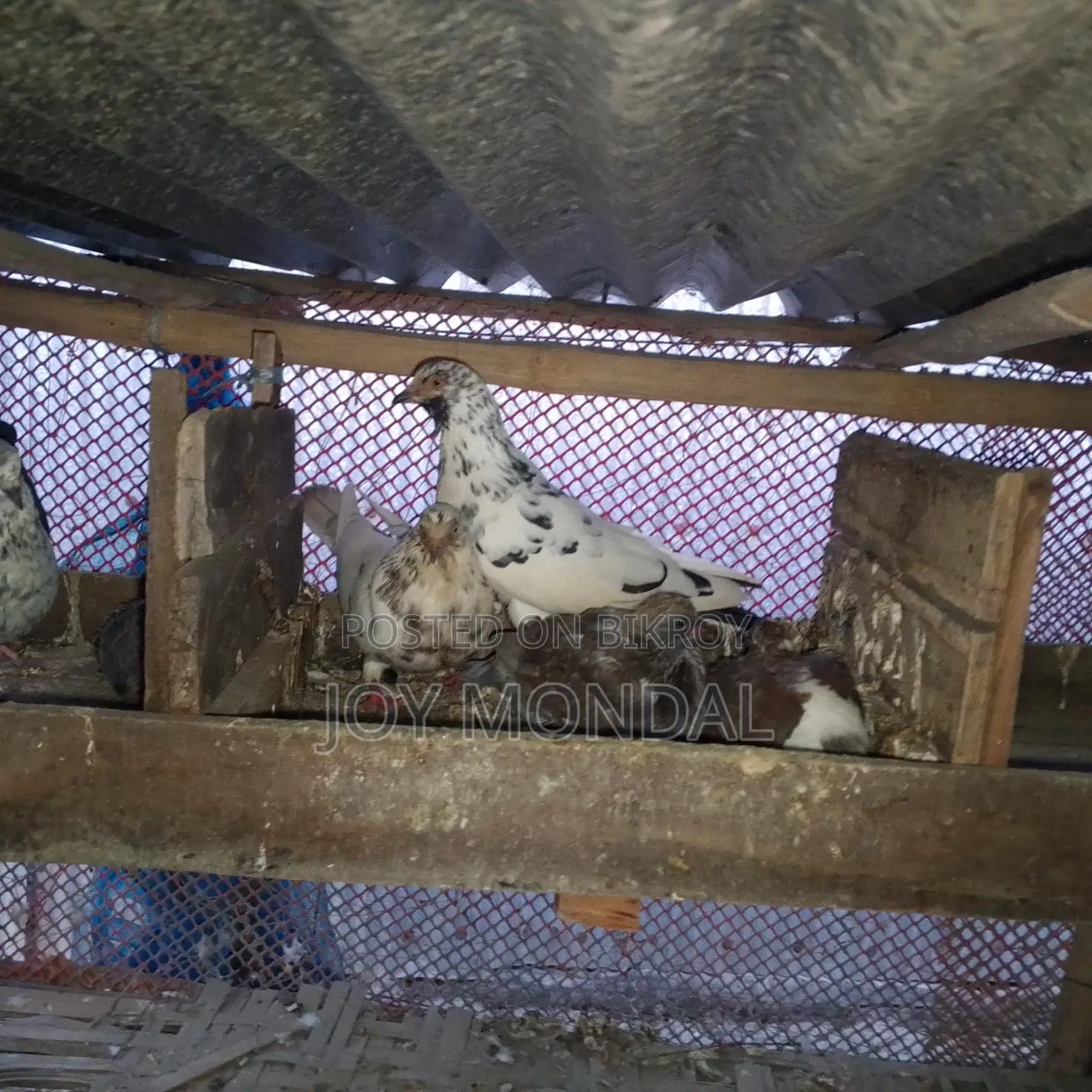 Pigeons for sale