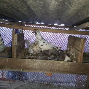 Pigeons for sale