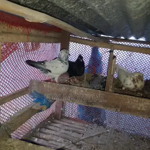 Pigeons for sale