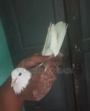 Golla Pigeon