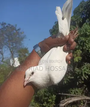 গোল্লা কবুতর
