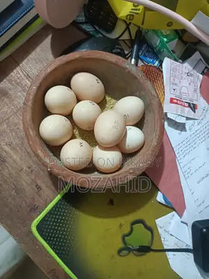 Original Colombian Light Brahma Hatching Eggs