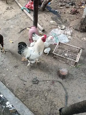 Original Colombian Light Brahma Hatching Eggs