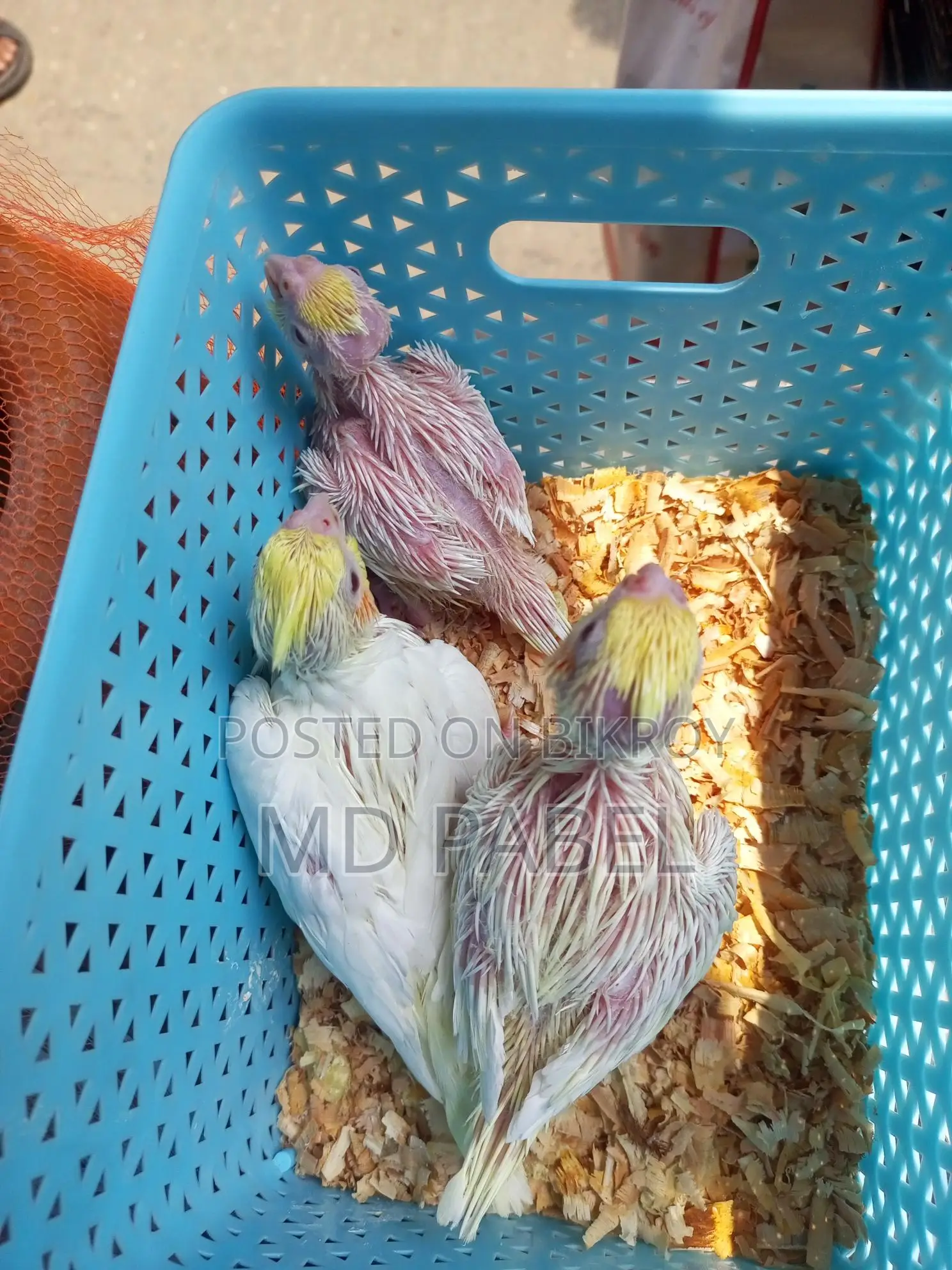 Cockatiel chicks for sale