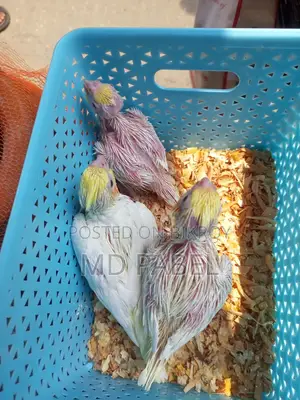 Cockatiel chicks for sale