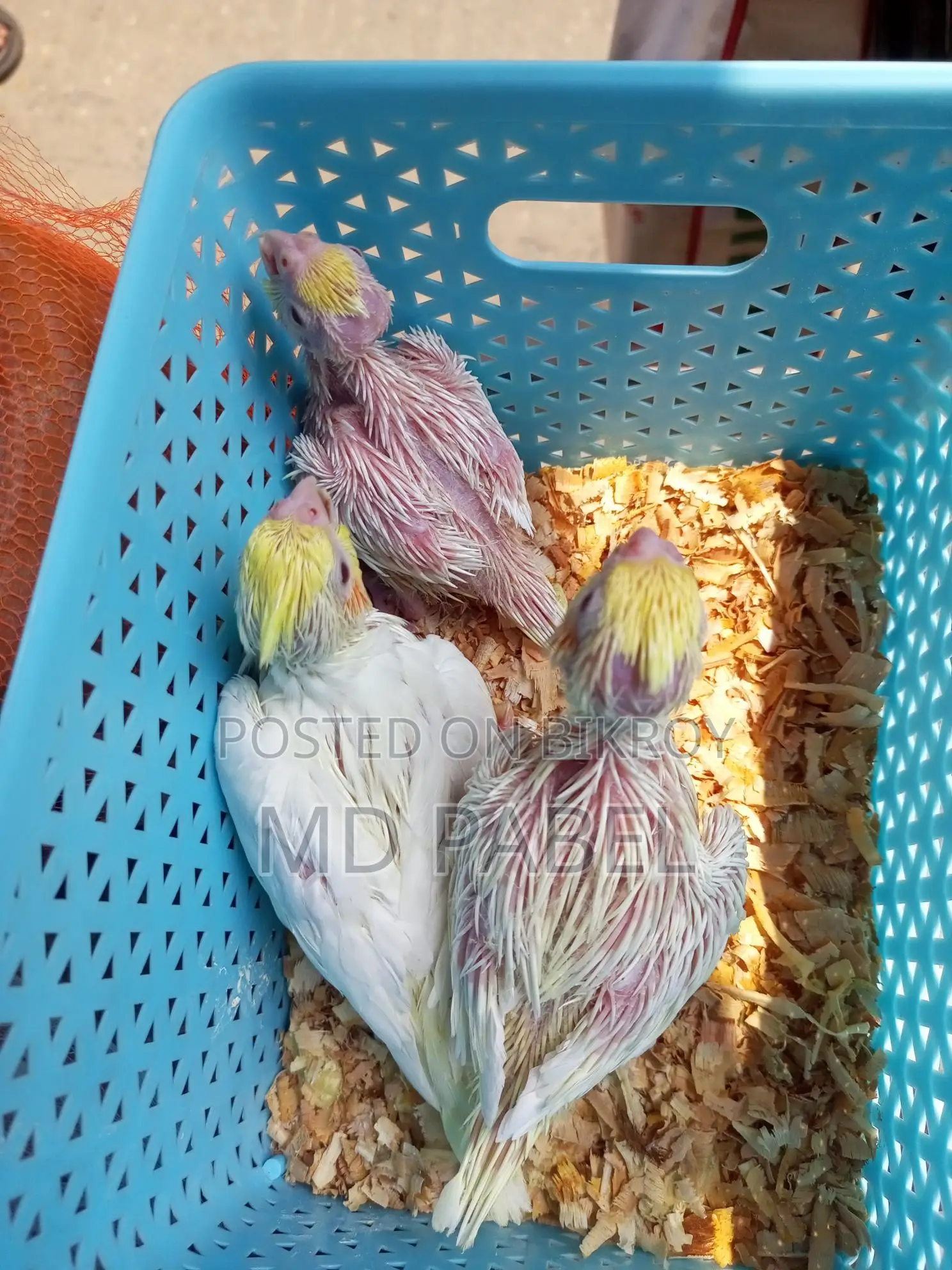 Cockatiel chicks for sale