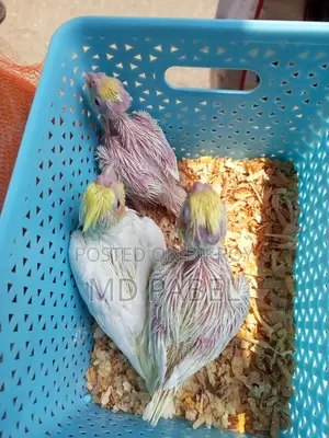 Cockatiel chicks for sale