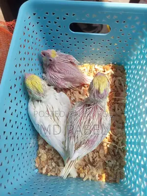 Cockatiel chicks for sale