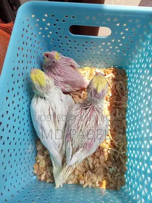 Cockatiel chicks for sale