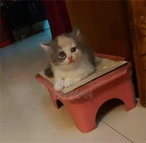 পার্সিয়ান বেবি বিড়াল বিক্রি হবে
