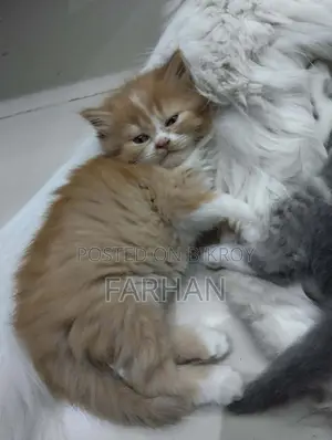 পার্সিয়ান বেবি বিড়াল বিক্রি হবে