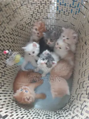 পার্সিয়ান বেবি বিড়াল বিক্রি হবে