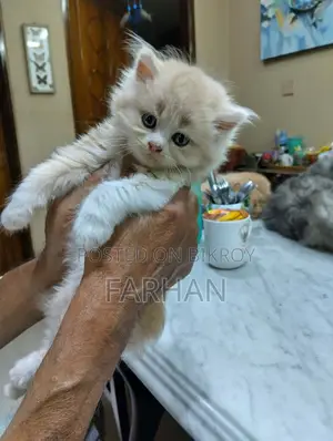 পার্সিয়ান বেবি বিড়াল বিক্রি হবে