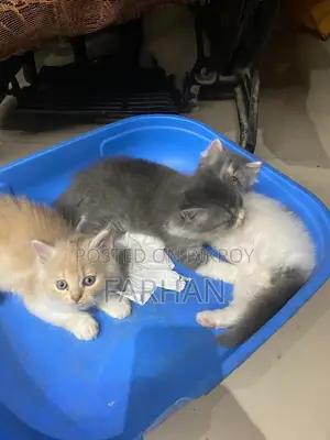 পার্সিয়ান বেবি বিড়াল বিক্রি হবে