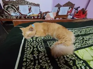 বিড়াল বিক্রি করা হবে।