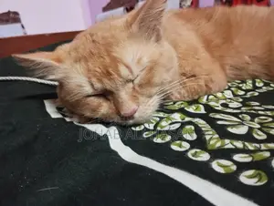 Persian Cat for Sale