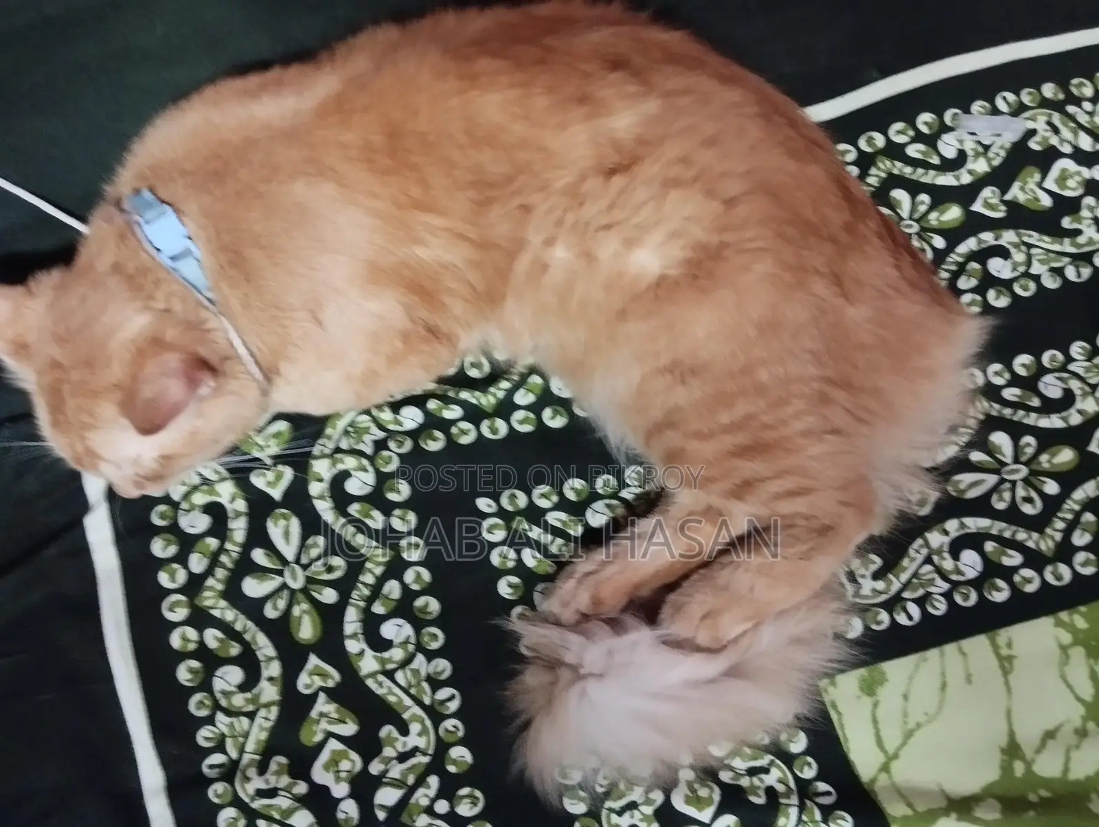 Persian Cat for Sale