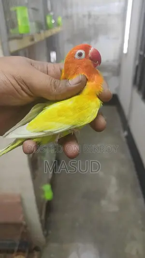4 Running Lovebirds