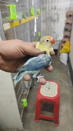 4 Running Lovebirds