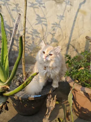 6-12 Months Male Purebred Persian