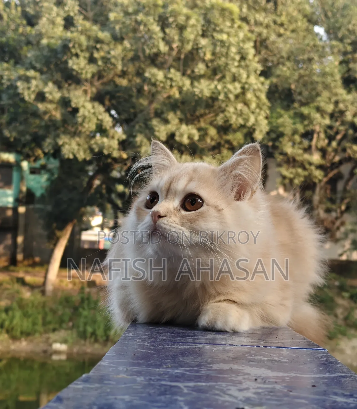 6-12 Months Male Purebred Persian