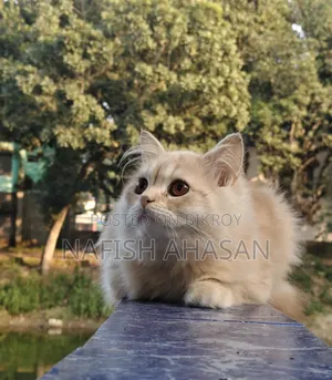 6-12 Months Male Purebred Persian