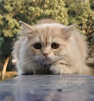 6-12 Months Male Purebred Persian