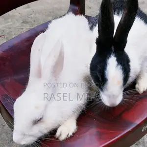 Pair of (Pregnant) Rabbits for Sale.