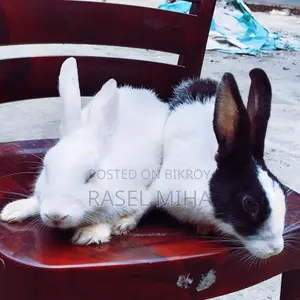 Pair of (Pregnant) Rabbits for Sale.