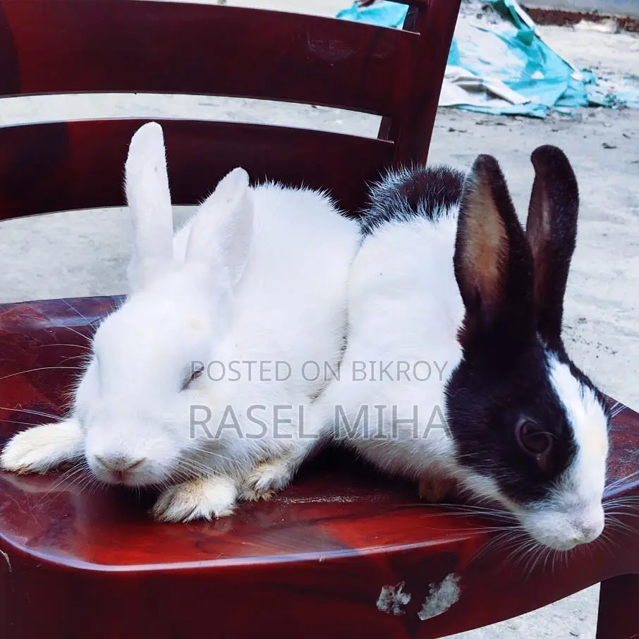 Pair of (Pregnant) Rabbits for Sale.