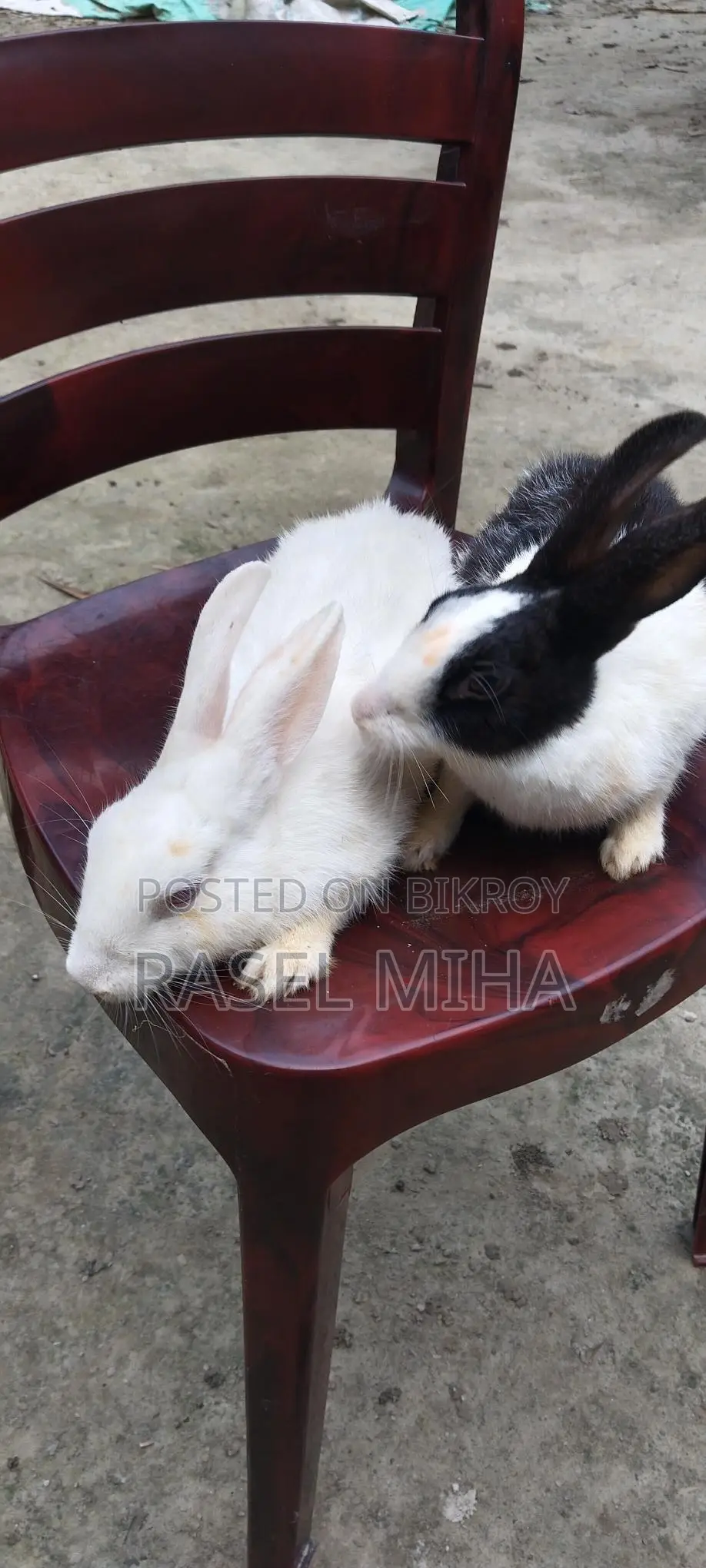 Pair of (Pregnant) Rabbits for Sale.