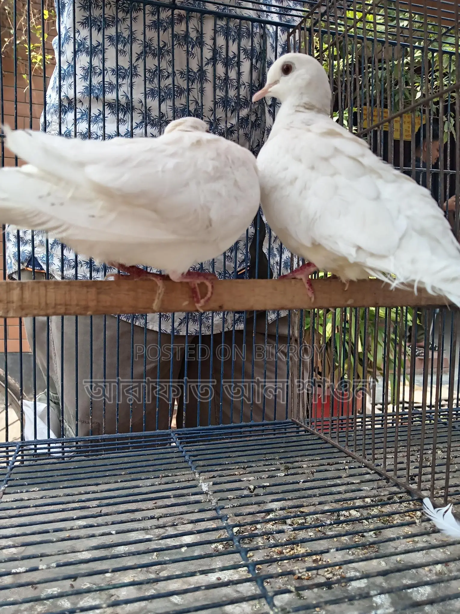 White Australian Dove for Sale