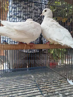 White Australian Dove for Sale