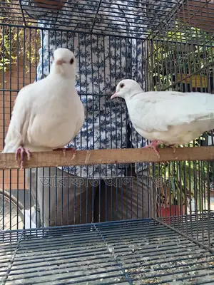 White Australian Dove for Sale