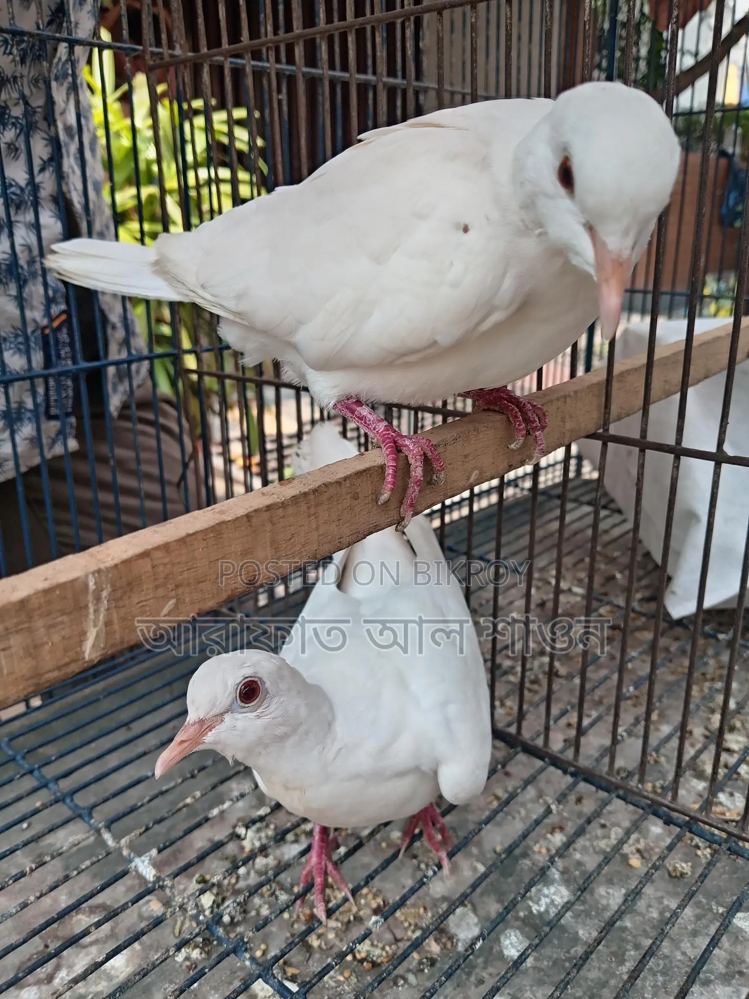 White Australian Dove for Sale