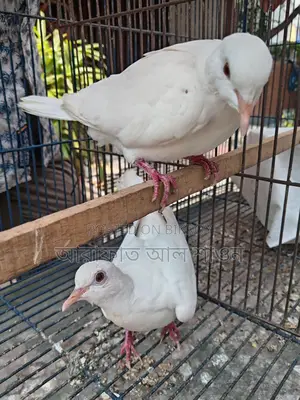 White Australian Dove for Sale