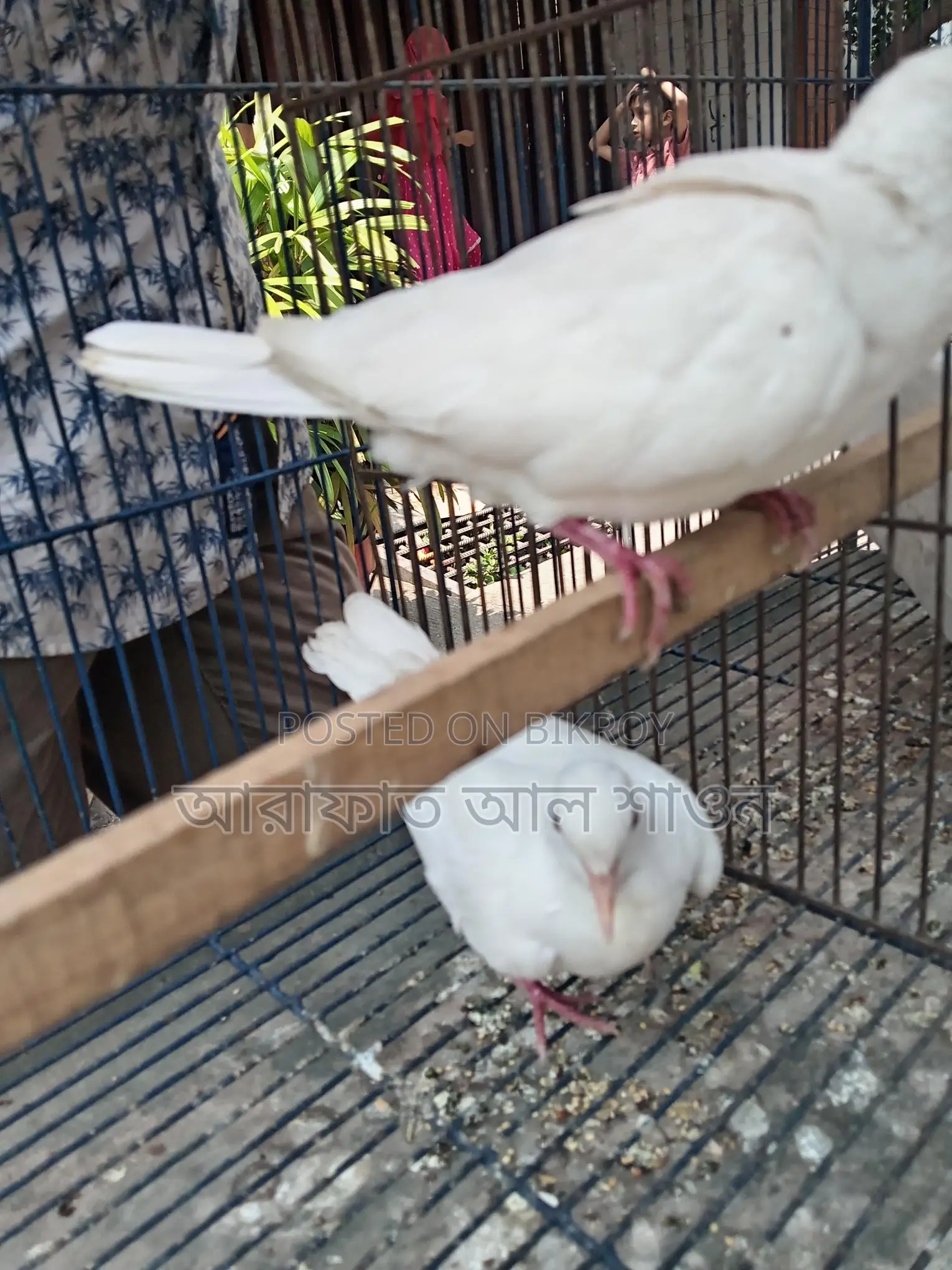 White Australian Dove for Sale