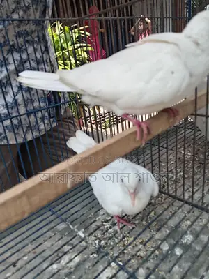 White Australian Dove for Sale