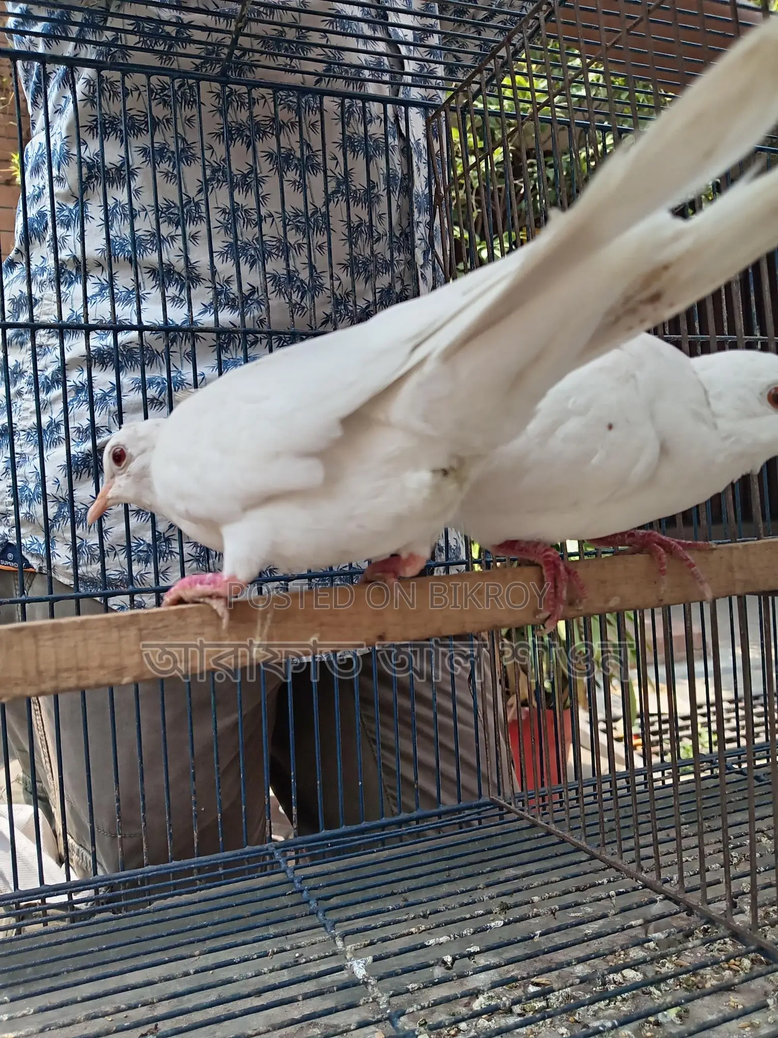 White Australian Dove for Sale