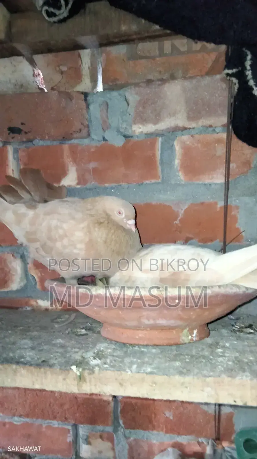 Ghiya Chulli Pigeon