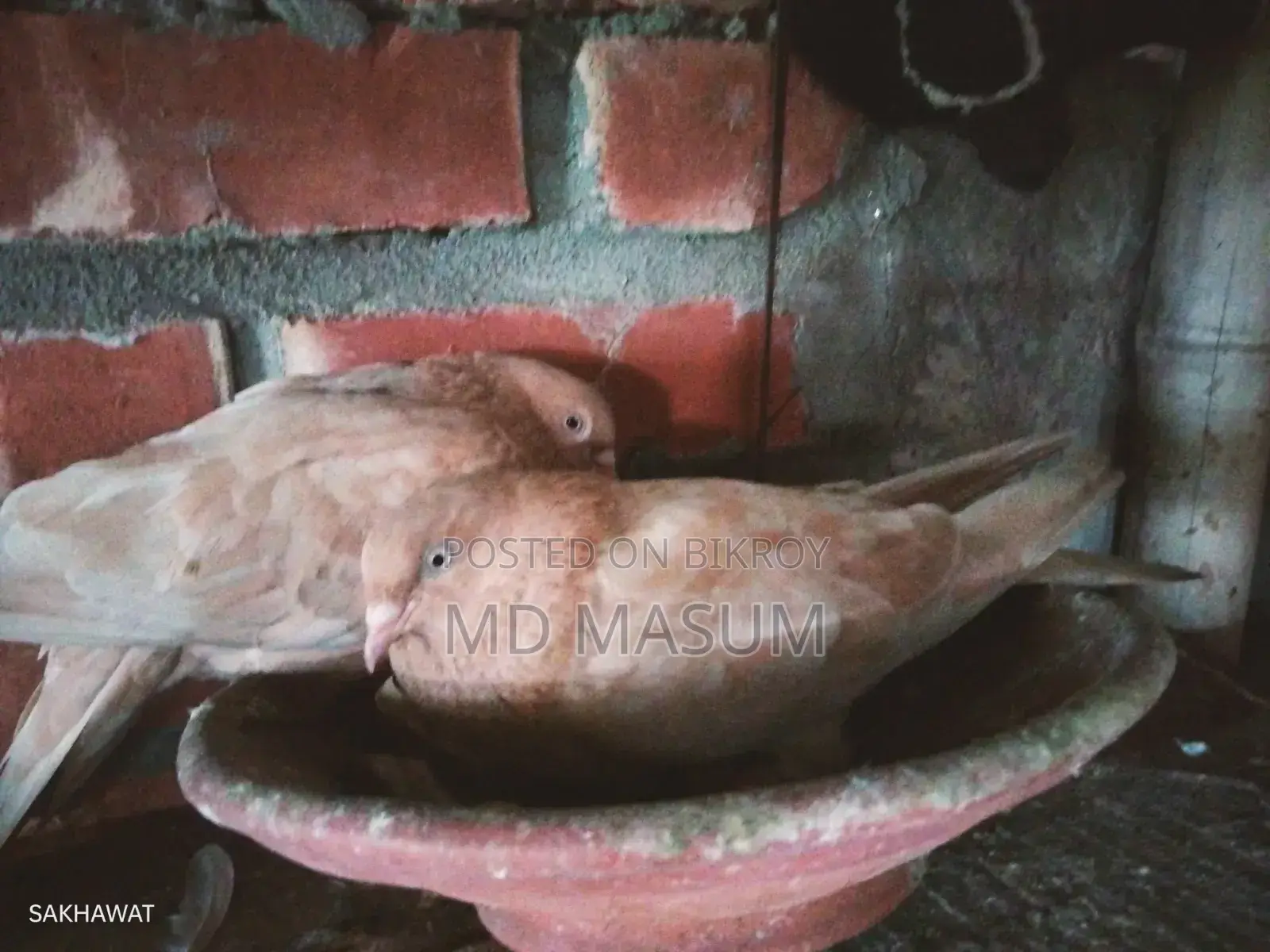 Ghiya Chulli Pigeon