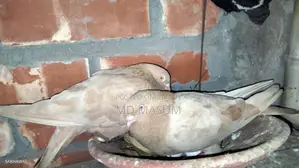 Ghiya Chulli Pigeon