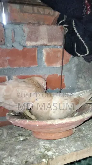 Ghiya Chulli Pigeon