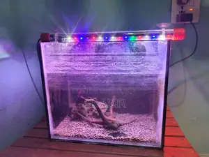 Beta Fish Full Set-Up for Sale