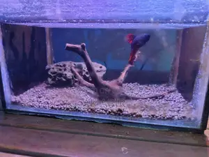 Beta Fish Full Set-Up for Sale