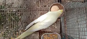লুটিনো ককাটেল