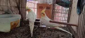 লুটিনো ককাটেল