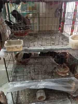 3-Story Cage