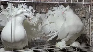 Healthy Lakha Pigeons for Sale